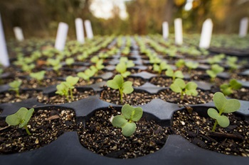 Tulane Hospitality launches composting initiative with Schmelly’s Dirt Farm